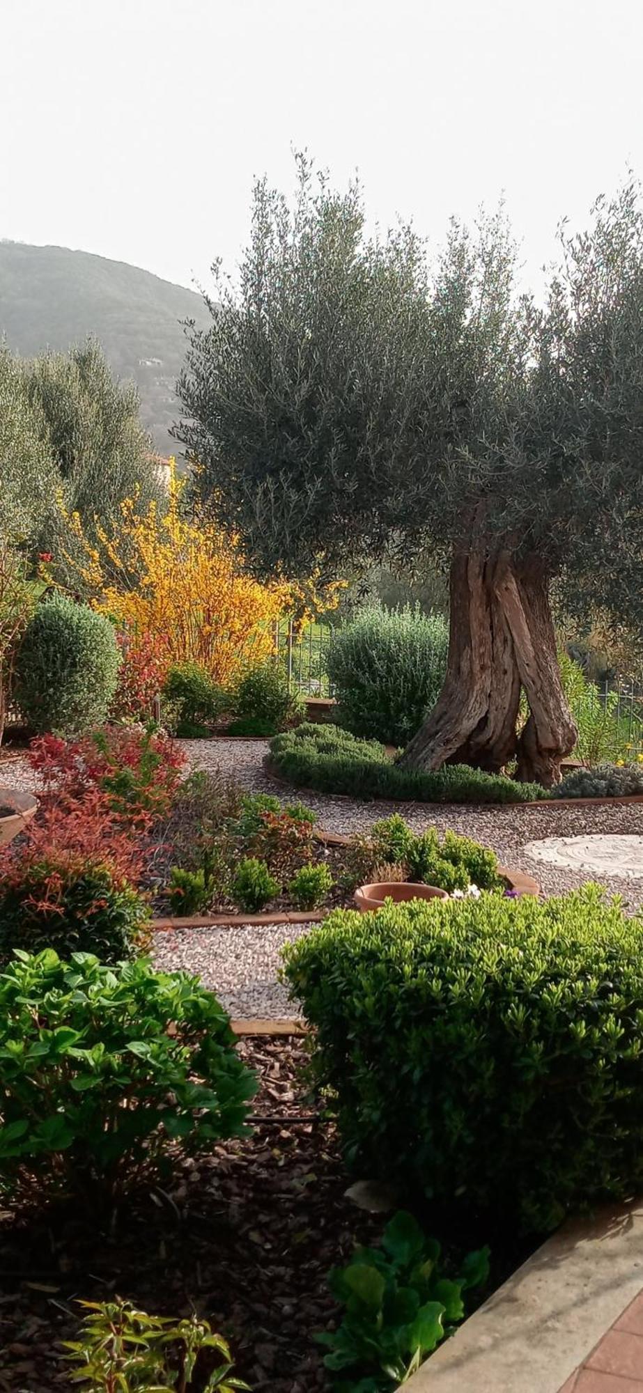 Olivo Bonsai Hotel Passignano sul Trasimeno Bagian luar foto