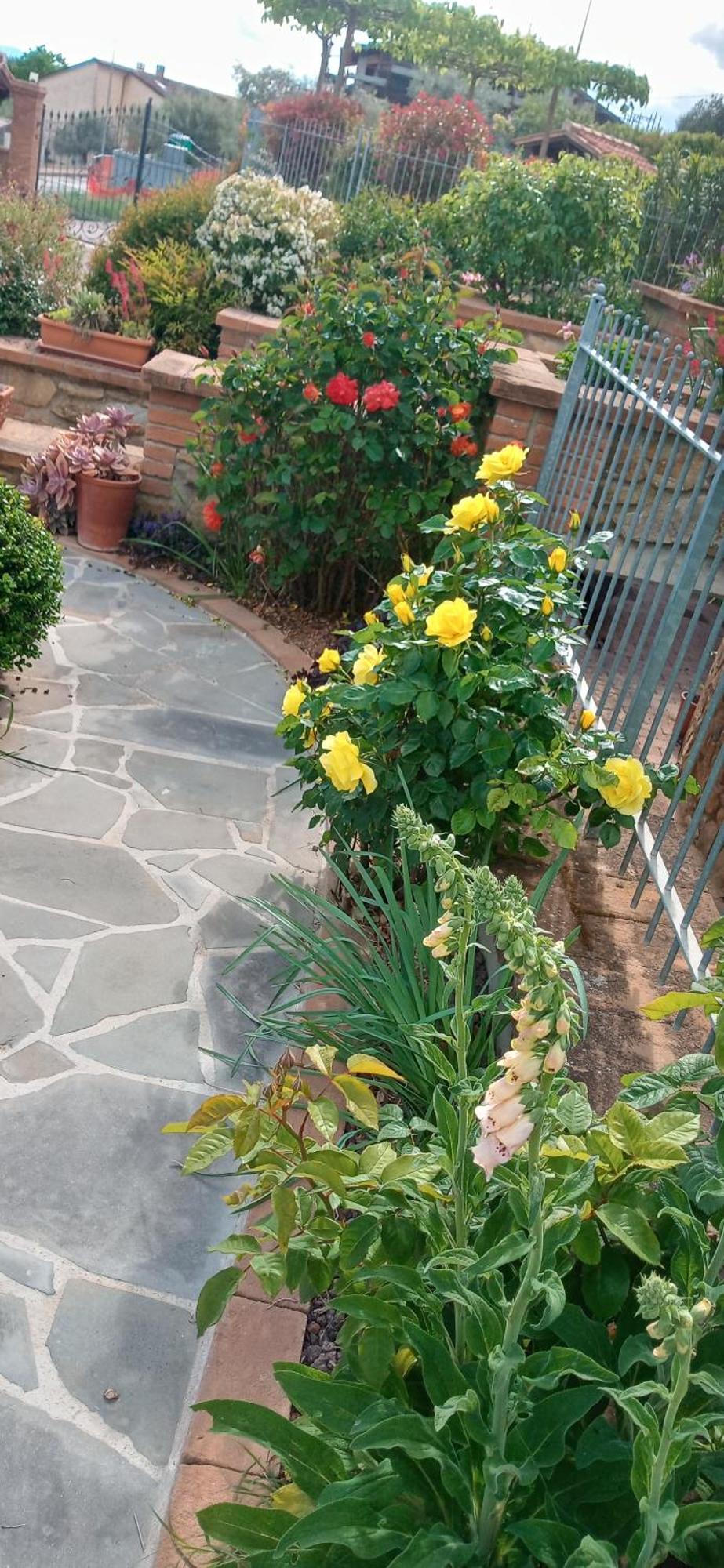 Olivo Bonsai Hotel Passignano sul Trasimeno Bagian luar foto